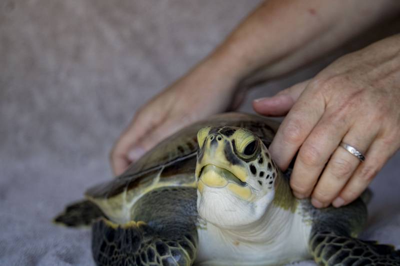 Brevard Zoo will release Van Gogh, a green sea turtle, after three months at the Sea Turtle Healing Center.