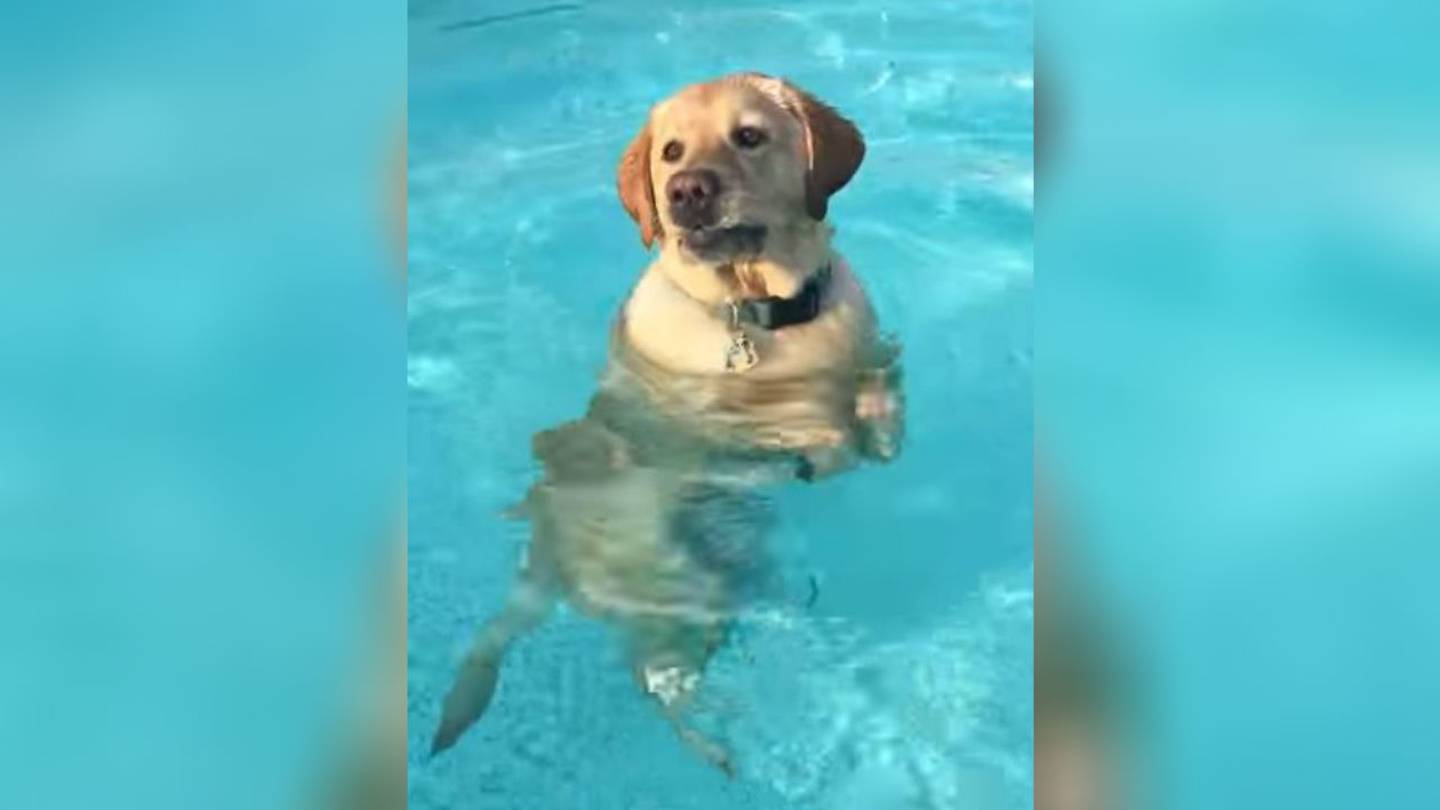Labrador pool clearance