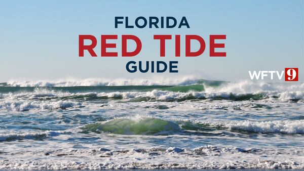 Red tide guide: How to check Florida beach conditions