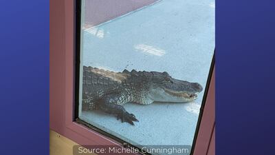 Photo: Alligator delays start at Osceola County elementary school