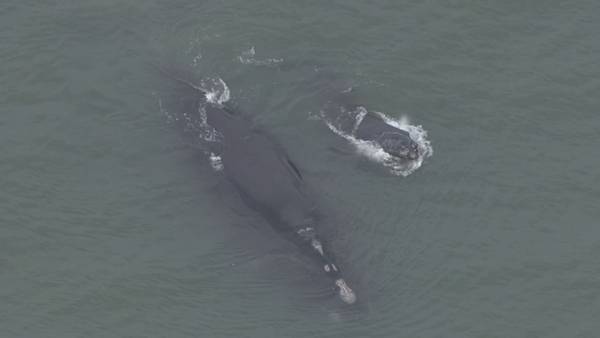 Video: Proposal to protect endangered whales could impact sailings from Port Canaveral