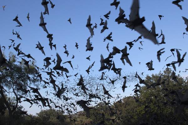 Going batty: Homecoming dance at California high school postponed over bats in gym