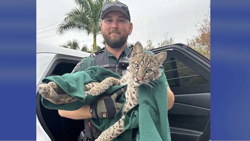 Bobcat and deputy.