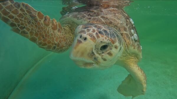 Brevard Zoo set to release loggerhead sea turtle after 4-months of rehabilitation