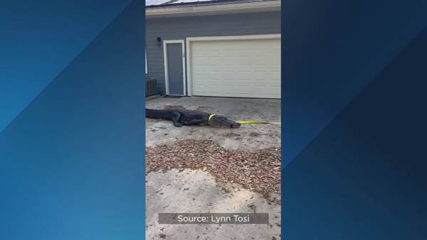 Video: 3 alligator encounters reported in Volusia County in 5 days
