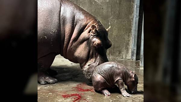 Meet Fritz: Hippo Bibi’s baby, Fiona’s brother is named