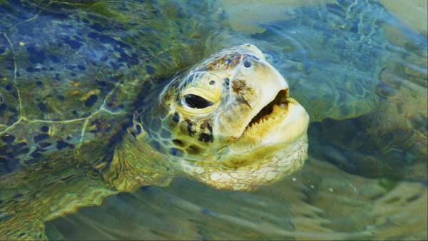 FWC, U.S. Fish and Wildlife Service form plan to help “confused” sea turtles in Flagler County