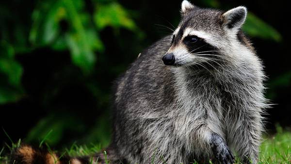 Video shows Connecticut woman rescuing daughter from aggressive raccoon