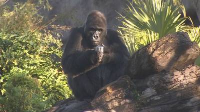 Meet Gino, Animal Kingdom’s most famous resident and face of the Gorilla Species Survival Program
