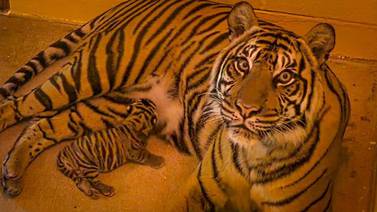 Disney welcomes new baby tiger at Animal Kingdom