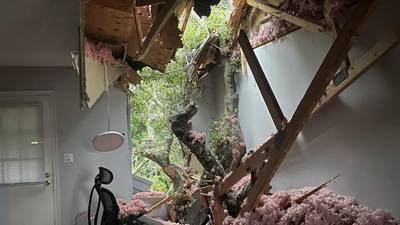 SEE: Large oak tree crashes through Orange City apartment building