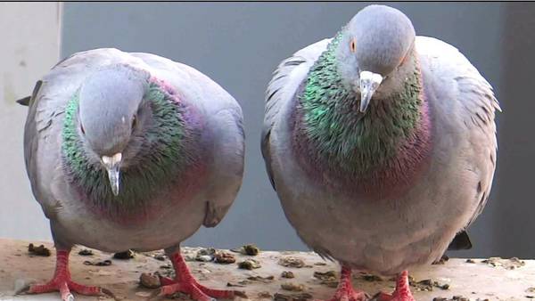 Nearly 300 racing pigeons stolen from Florida man's backyard, officials say