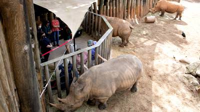 Brevard Zoo Rhino Encounter 