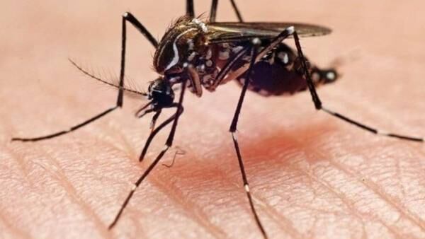New mosquito species arrives in Florida bringing with it new disease concerns