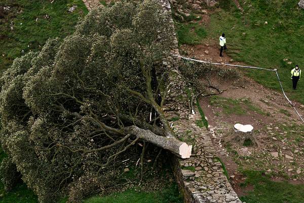 Photos: Historic Sycamore Gap tree cut down