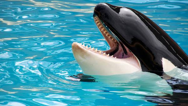 SeaWorld Orlando offering limited-time BOGO sale on 2 parks