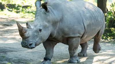 Photos: Endangered white rhinoceros sports fitness tracker at Disney’s Animal Kingdom