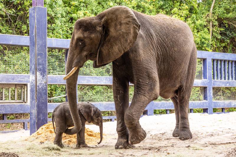 For the first time in seven years, an African elephant calf has been born at Disney’s Animal Kingdom Theme Park at Walt Disney World Resort in Lake Buena Vista, Fla. The delivery of the baby girl, named Corra, on Dec. 13, 2023, was carefully planned through the Association of Zoos and Aquariums Species Survival Plan, which helps ensure the responsible breeding of endangered animals in managed care. Corra is currently backstage at Disney’s Animal Kingdom bonding with her mother, Nadirah. (Olga Thompson, photographer)