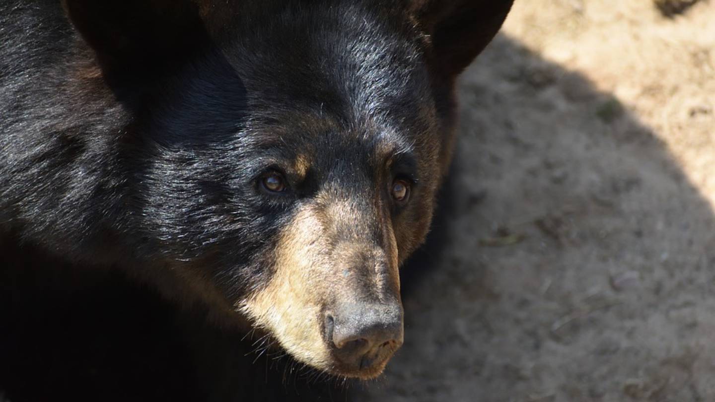 Florida Senate approves shooting bears in self-defense