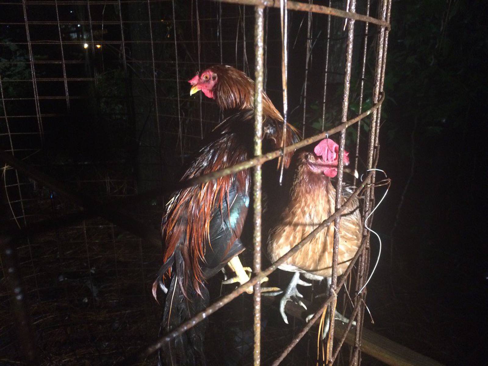 51 Birds Seized In Alleged Cockfighting Ring In Jacksonville Wftv 