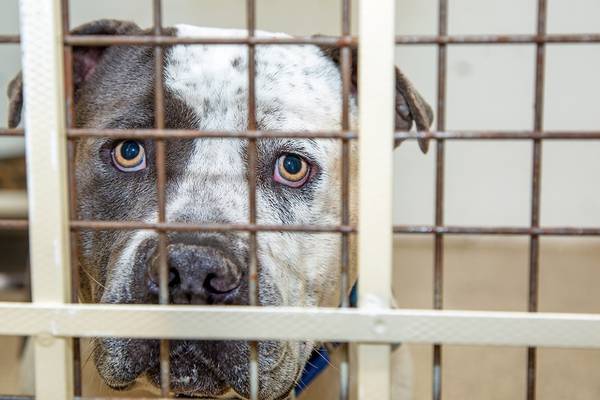 North Carolina animal shelter mistakenly euthanizes dog