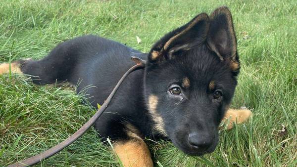 North Carolina sheriff’s office asks for help naming new K-9 puppy