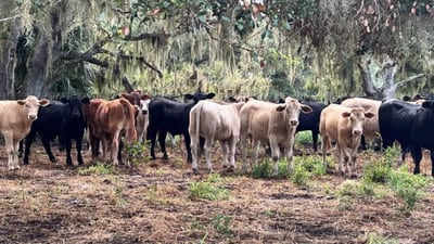 $10K reward offered for information leading to Osceola County cattle thieves