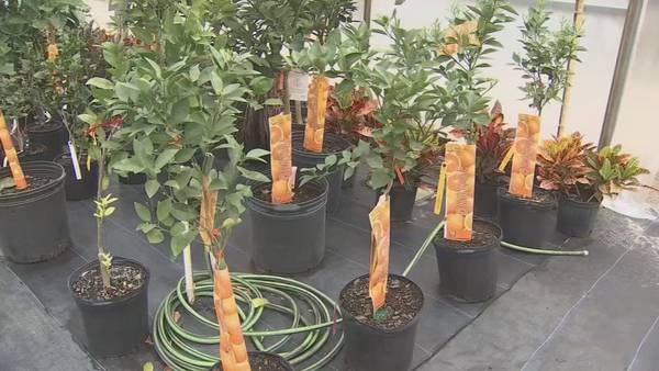 Video: Tips to help your outdoor plants survive the cold