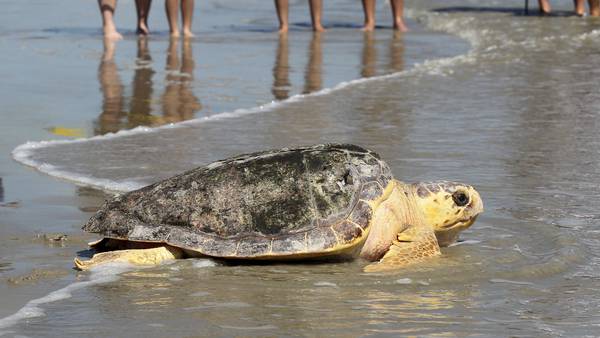 A new report says Mexico has abandoned protection of loggerhead sea turtles