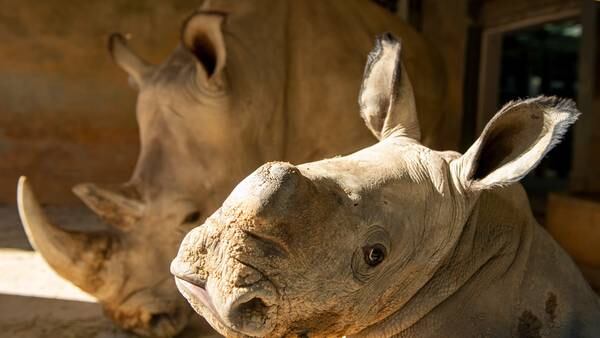 PHOTOS: Animal Kingdom welcomes baby white rhino to Animal Kingdom