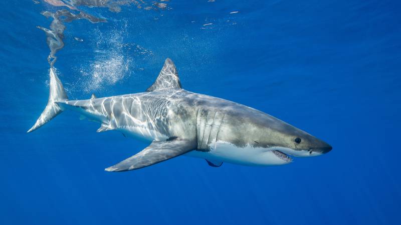 A great white shark under the water.