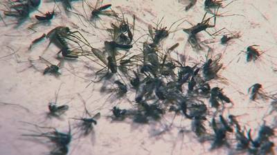 Orange County to give away 9,000 traps to help zap growing mosquito numbers