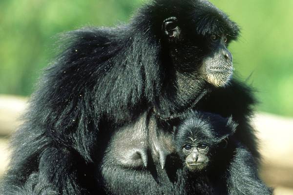 Virginia Zoo’s new baby siamang needs a name; public can help choose