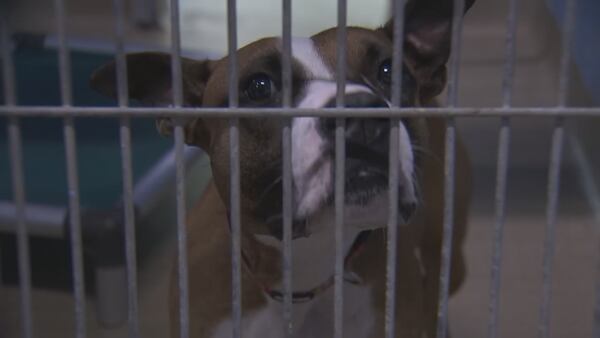 Video: Pet shelters overcrowd as rising prices force families to surrender their pets