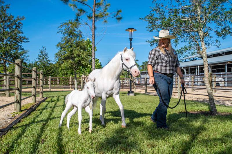 Walt Disney World Resort has welcomed the birth of more than 300 animal residents in 2023. Pixie the Shetland pony foal was born at Tri-Circle-D Ranch at Disney’s Fort Wilderness Resort & Campground. The new foal has already taken her first steps in training to one day join the Cinderella carriage team with her mom Lady and sister Lilly.  (Aaron Wockenfuss, Photographer)