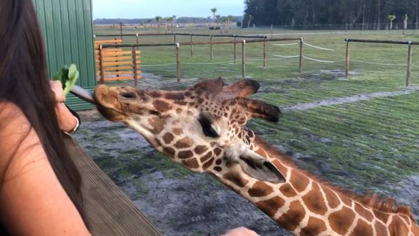Wild Florida's Safari Park reopens