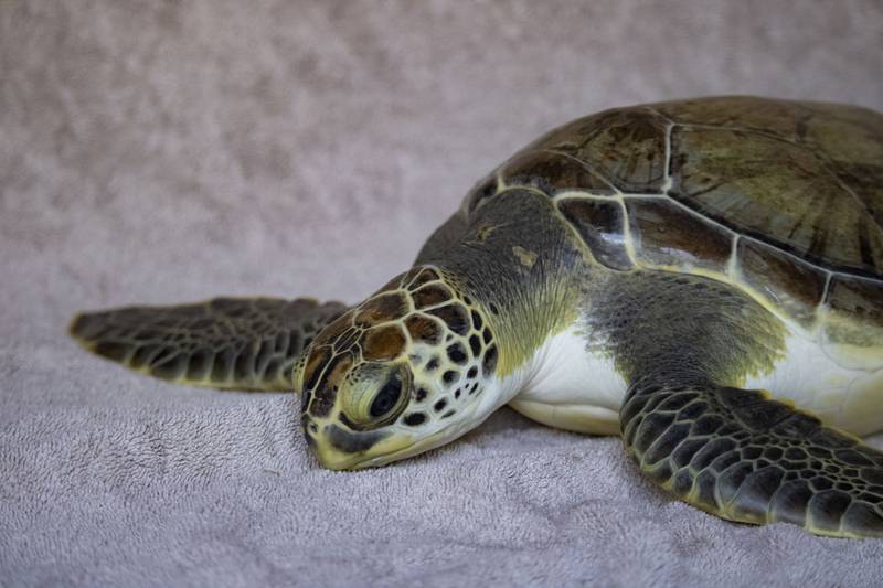 Brevard Zoo will release Van Gogh, a green sea turtle, after three months at the Sea Turtle Healing Center.