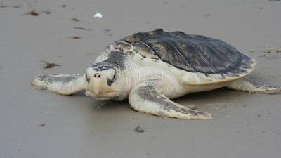 Some species of sea turtle see increase in nest numbers, while other decline, FWC says