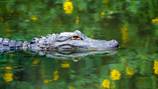 Rock Springs at Kelly Park temporarily closed due to ‘alligator activity’