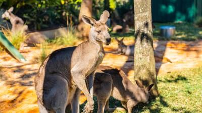 Busch Gardens has reopened the Kangaloom habitat to the public