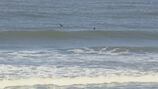 SEE: Shark spotted in ocean at Volusia County beach