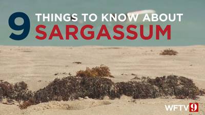 SEE: 9 facts about sargassum, that smelly brown algae washing ashore in Florida