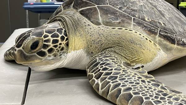 Brevard Zoo set to celebrate the release of its 200th turtle
