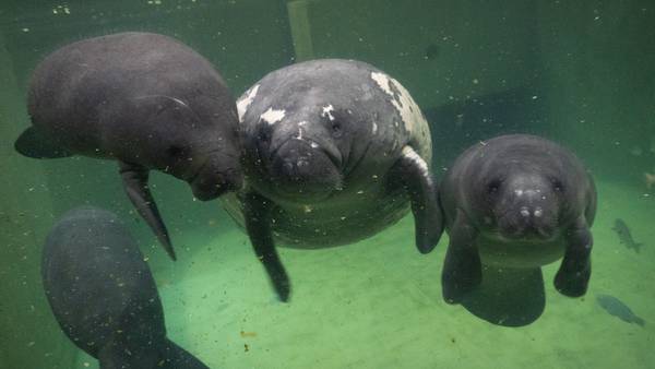 Video: 4 young manatees flown from SeaWorld Orlando to Columbus Zoo for treatment