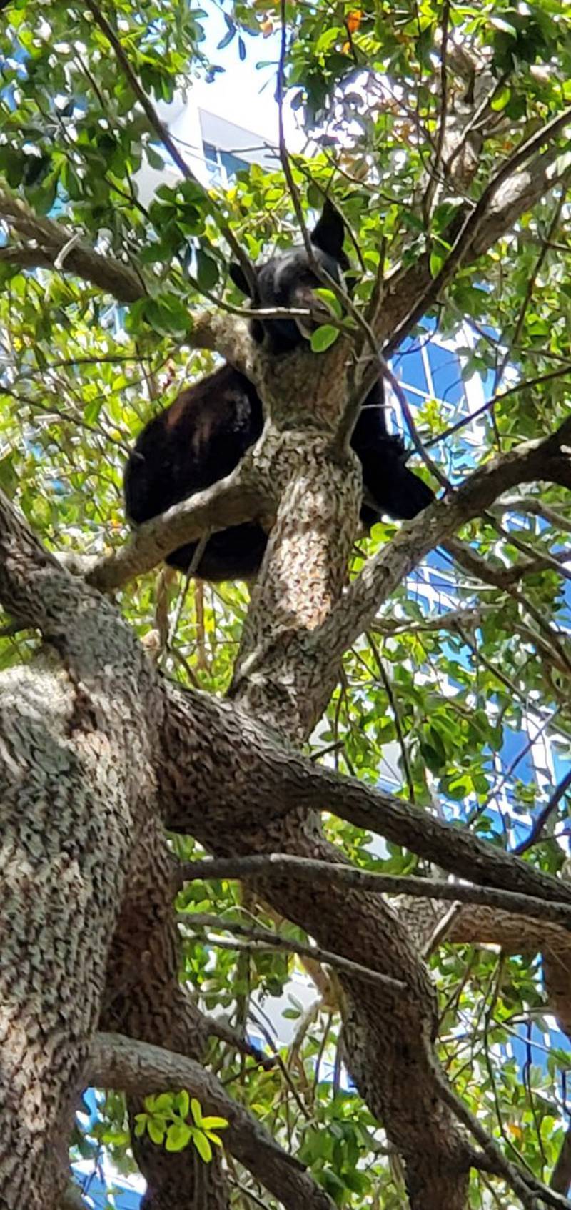 Disney: Black bear spotted at Magic Kingdom