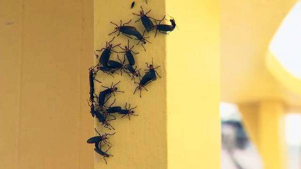 Lovebugs: 9 facts about the bugs Central Floridians love to hate