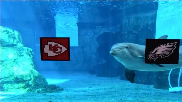 Here’s which team Nicholas the dolphin says will win the Super Bowl