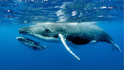 Humpback whale populations in South Atlantic thriving after near extinction