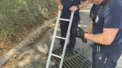 Oviedo firefighters rescue 11 ducklings 
