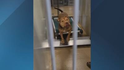 Video: Dangerous dog held in isolation for nearly 15 months due to court delays